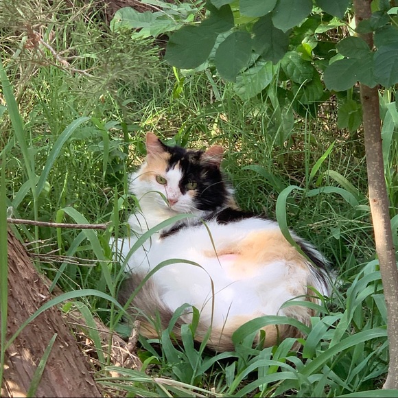 Calli & Boots - Picture 3 of 5